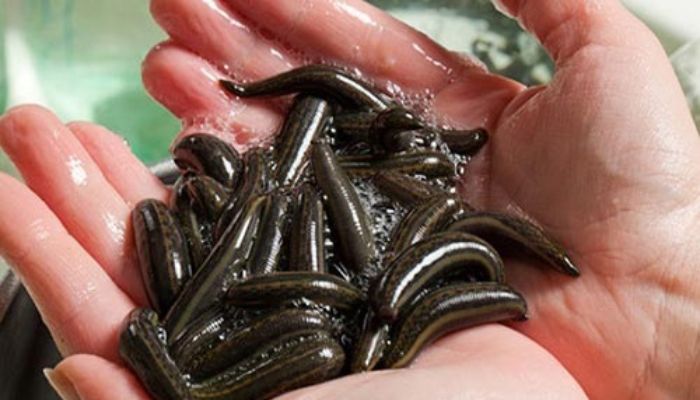 Mộng gặp đỉa bám vào người